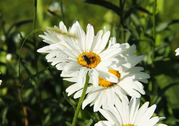 Крупним Планом Фото Годівлі Жука Білому Цвіті Ромашкового Колеса — стокове фото