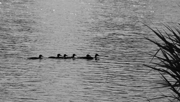 Silhuetas Família Patos Reais Nadando Lago Preto Branco — Fotografia de Stock