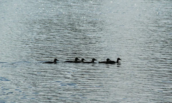 Siluetas Familia Ánades Reales Nadando Lago —  Fotos de Stock