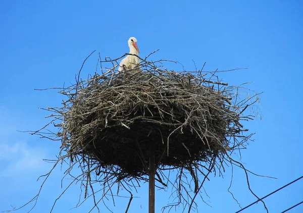 Witte Ooievaar Ciconia Ciconia Zittend Zijn Nest — Stockfoto