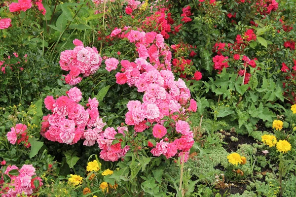 Rózsa Cserje Sok Rózsaszín Virágzik Parkban — Stock Fotó