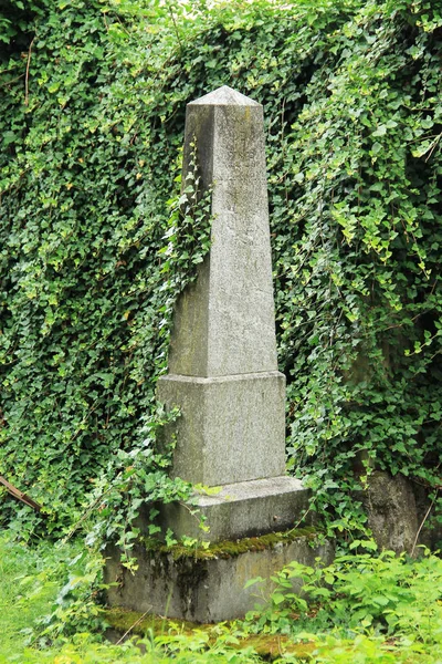 Bela Lápide Velha Parede Coberta Com Hera Cemitério Judaico Frydek — Fotografia de Stock