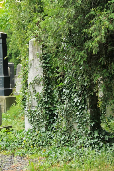 Hermosas Lápidas Antiguas Cubiertas Hiedra Cementerio Judío Frydek Mistek República — Foto de Stock