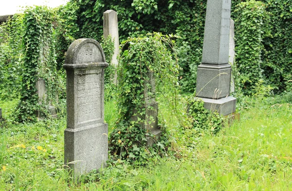 Bellissime Vecchie Lapidi Muro Ricoperto Edera Sul Cimitero Ebraico Frydek — Foto Stock