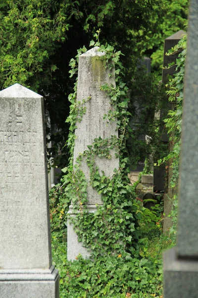 Bellissima Vecchia Lapide Ricoperta Edera Sul Cimitero Ebraico Frydek Mistek — Foto Stock