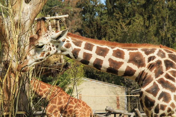 Retrato Girafa Comer Alguns Ramos Zoo — Fotografia de Stock