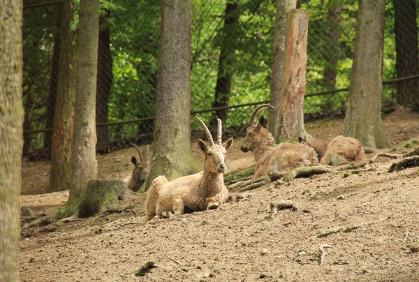 Стадо Сибірський Ibexes Капра Sibirica Відпочиваючи Лісі Зоопарку — стокове фото