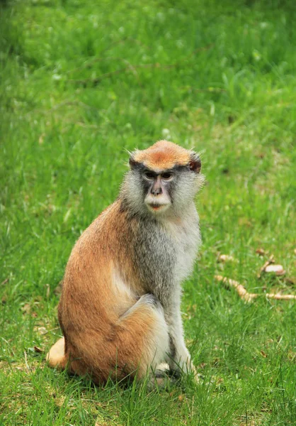 Mono Húsar Erythrocebus Patas Sentado Hierba —  Fotos de Stock