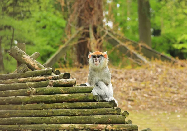 Husar Opice Erythrocebus Patas Sedí Dřevěnou Střechu Jeho Úkryt — Stock fotografie