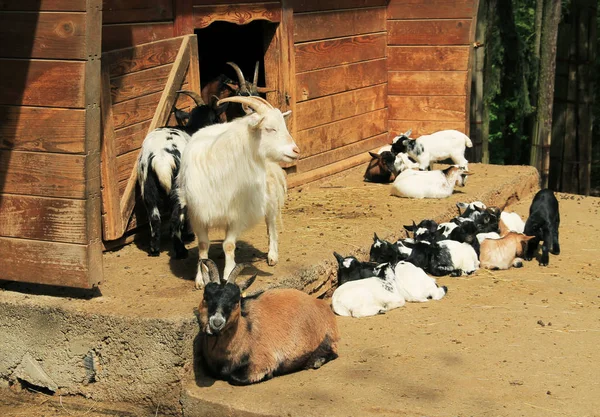 Grupp Inhemska Getter Med Sina Söta Små Ungdomar — Stockfoto