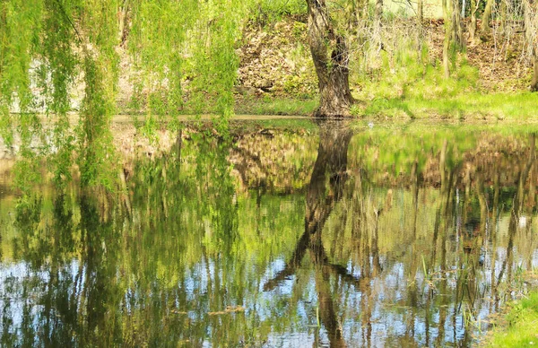 Teich Mit Weiden Die Ufer Wachsen Und Sich Frühling Auf — Stockfoto