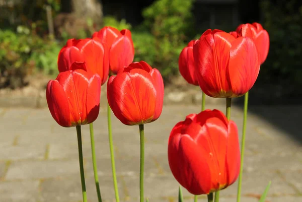 Close Photo Several Beautiful Bright Red Blooms Tulips Spring — Stock Photo, Image