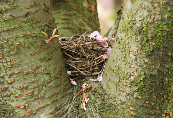 Nido Merli Con Alcuni Petali Caduti Ciliegio Sulla Sua Superficie — Foto Stock