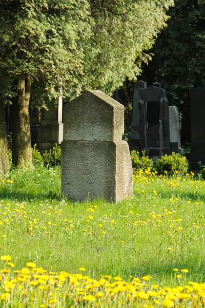 Alte Grabsteine Auf Dem Jüdischen Friedhof Und Viele Gelbe Löwenzahnblüten — Stockfoto