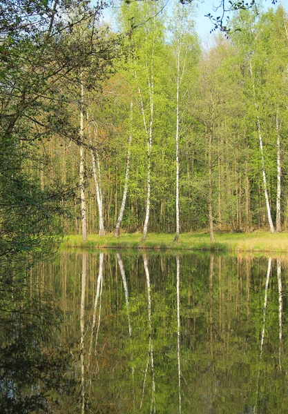 나무는 호수의 은행에 Kamenec 공화국에 — 스톡 사진