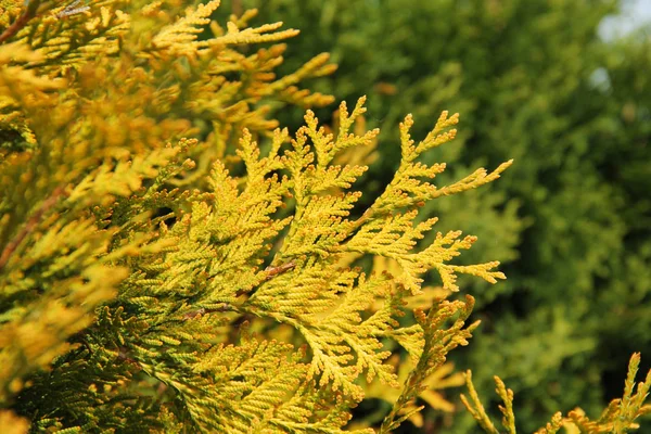 Close Photo Sear Yellow Twig Cedar Tree — Stock Photo, Image