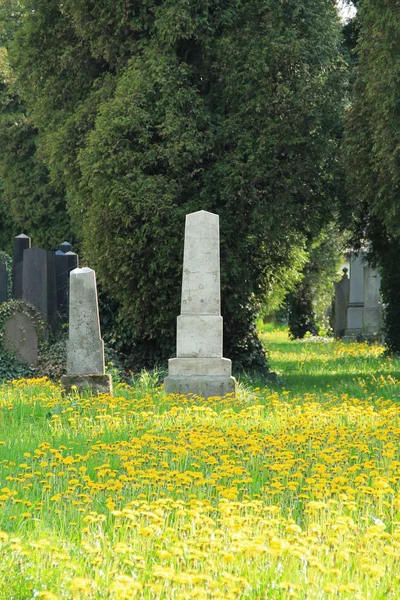 Oude Grafstenen Joodse Begraafplaats Vele Gele Bloemen Van Paardebloemen Frydek — Stockfoto