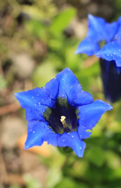 Sluit Foto Aan Helder Blauwe Bloemen Van Stemless Gentiaan Gentiana — Stockfoto