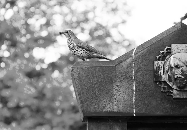 Τσίχλα Turdus Philomelos Συνεδρίαση Της Την Ταφόπλακα — Φωτογραφία Αρχείου