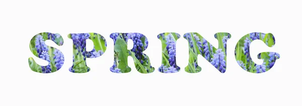 Inschrift Frühling Mit Fototextur Vieler Blauer Traubenhyazinthen Auf Weißem Hintergrund — Stockfoto