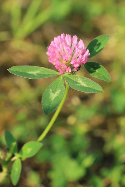 Zárja Fotó Virágzó Vörös Lóhere Trifolium Pratense Lila Virág Tavasszal — Stock Fotó