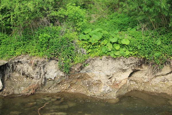 undermined bank of the river and green vegetation on the top of it