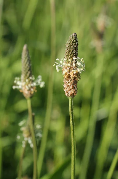 Close Photo Blooming Narrowleaf Plantain Plantago Lanceolata — Stock Photo, Image