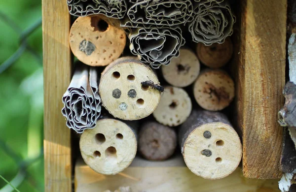 sealed holes in the branches in the bug hotel and a solitary wasp on it