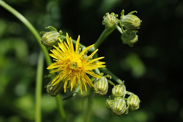 Zárja Sárga Virágos Hawkweed Fotó — Stock Fotó