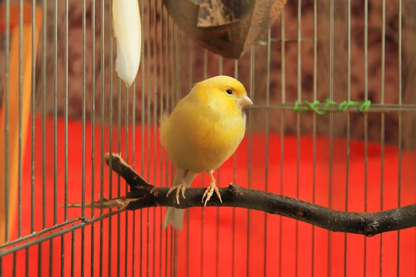 黄色的金丝雀坐在笼子里的树枝上 — 图库照片