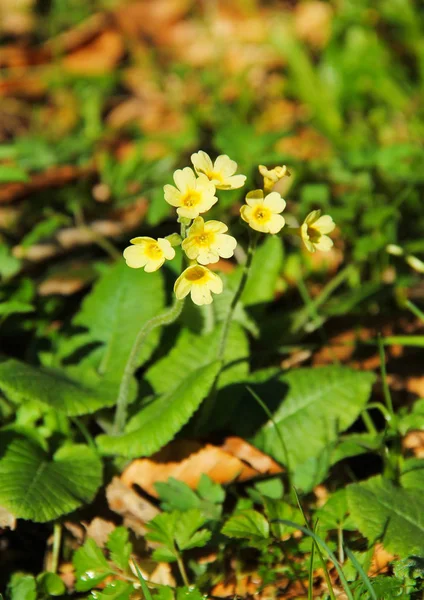 Stäng Bild Blommande Gullviva Primrose Primula Veris Våren — Stockfoto