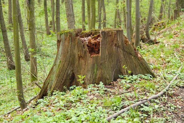 Vieille Souche Pourrissante Dans Forêt Printemps — Photo