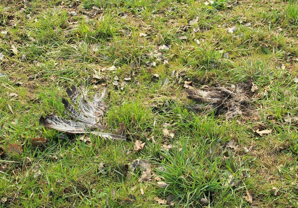 Bir Yırtıcı Kuş Muhtemelen Bayağı Şahin Yerde Yatan Kalan Kanat — Stok fotoğraf