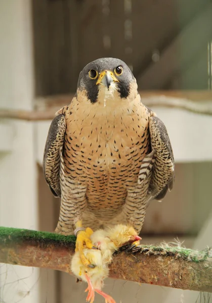 Peregrine Falcon Falco Peregrinus Ölü Tavuk Hayvan Kurtarma Stasyonu Bartosovice — Stok fotoğraf