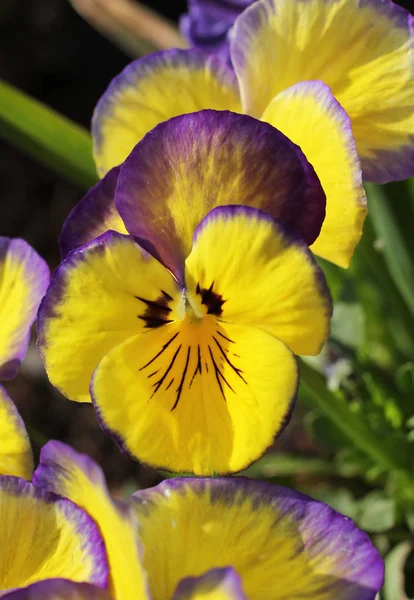 Foto Ravvicinata Una Viola Fiore Una Viola Gialla — Foto Stock