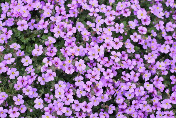 Sok Tavasszal Virágzó Kis Lila Virágok — Stock Fotó