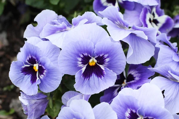 Beberapa Pansy Biru Yang Indah Taman Musim Semi — Stok Foto