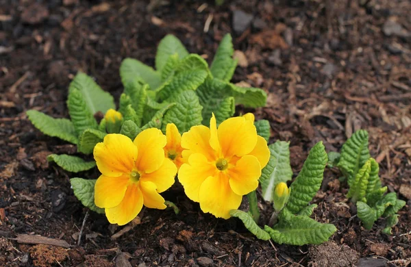 Zárja Fotó Fényes Sárga Virágok Tavasszal — Stock Fotó