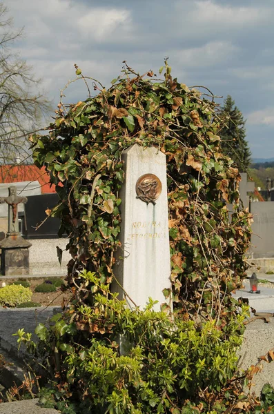 Παλιά Ταφόπλακα Που Καλύπτονται Viny Κισσό Στο Νεκροταφείο Στην Hodonovice — Φωτογραφία Αρχείου