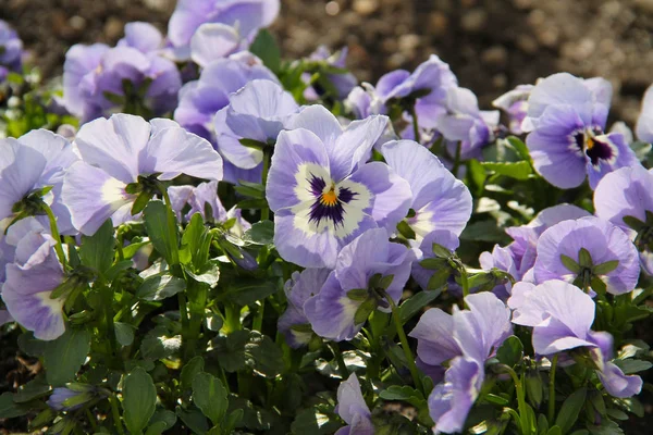 Sommige Mooie Blauwe Viooltjes Tuin Het Voorjaar — Stockfoto