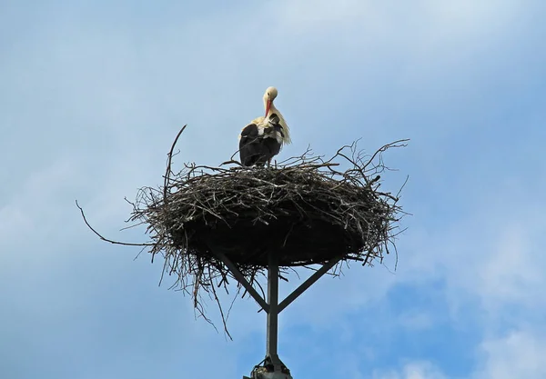 Ooievaar Het Enorme Nest Schoonmaken Zijn Veren Met Zijn Snavel — Stockfoto