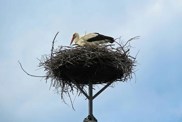 Ooievaar Ciconia Ciconia Het Grote Nest — Stockfoto