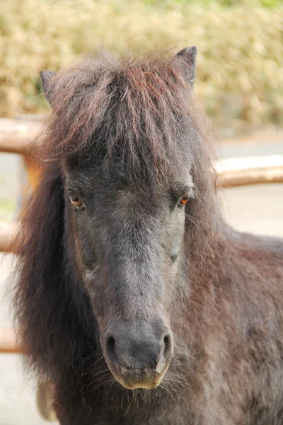 Retrato Cavalo Pônei Marrom Escuro — Fotografia de Stock