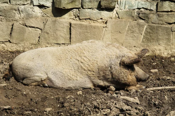 Dickes Haariges Schwein Entspannt Sich Schlamm — Stockfoto