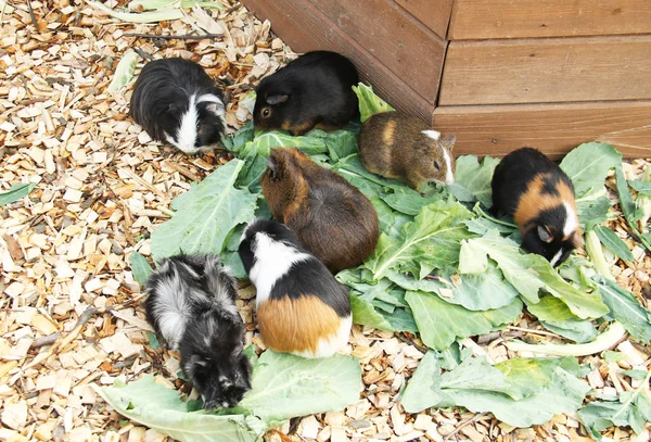 various guinea pigs eating leaves in outdoor enclosure