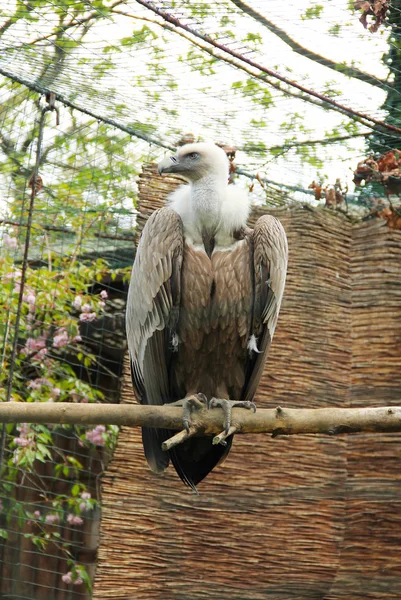 Grote Vale Gier Gyps Fulvus Volière Dierentuin — Stockfoto