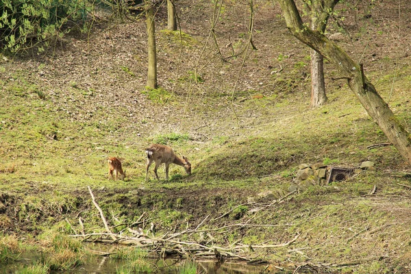 Eje Ciervo Hembra Con Cría Pastando Orilla Estanque —  Fotos de Stock