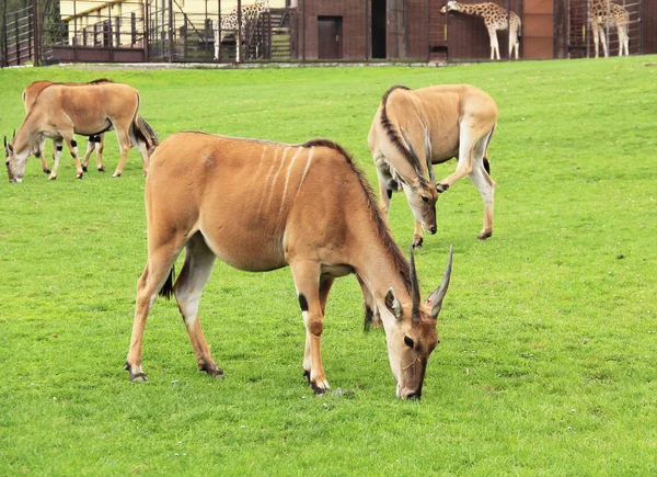 Grupp Eland Antiloper Taurotragus Oryx Betesgång Grönt Gräs — Stockfoto