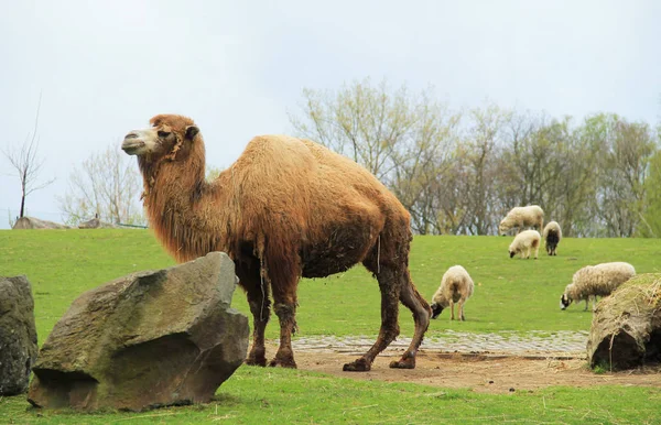 Camelo Algumas Ovelhas Fundo Que Vivem Juntos Recinto Zoo — Fotografia de Stock
