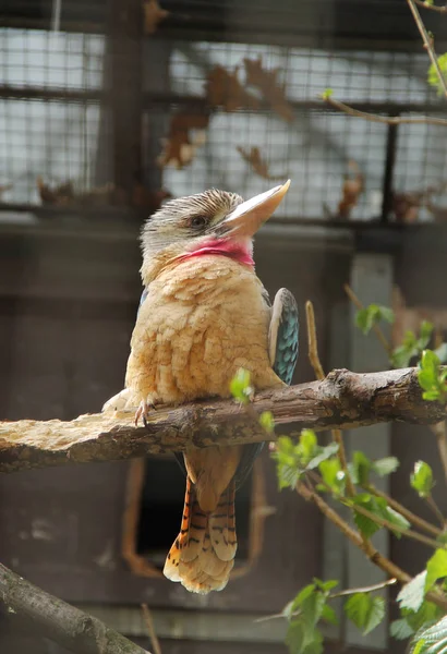 坐在鸟舍树枝上的蓝翼 Kookaburra Dacelo Leachii — 图库照片